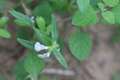 Leucas stricta